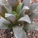 haworthia floribuna ( varan )