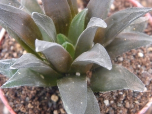 haworthia floribuna ( varan )