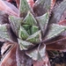 haworthia helmae . v . guttata