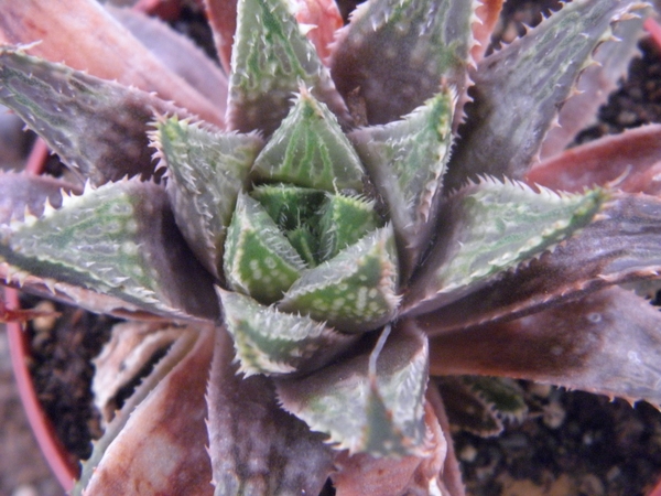 haworthia helmae . v . guttata