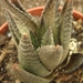 haworthia imifolia X scraba