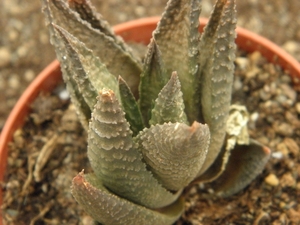 haworthia imifolia X scraba