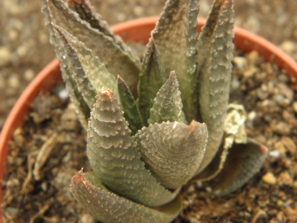 haworthia imifolia X scraba