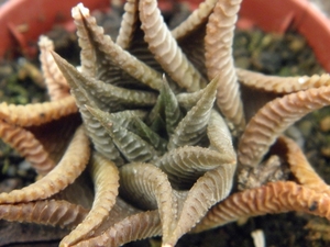 haworthia limifolia . v . limifolia