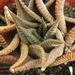 haworthia limifolia . v . limifolia                              