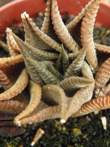 haworthia limifolia . v . limifolia                              