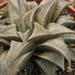 haworthia magnifica . v . major