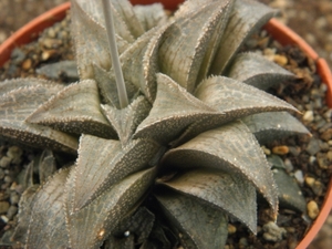 haworthia magnifica . v . major