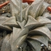 haworthia magnifica . v . major.                                 