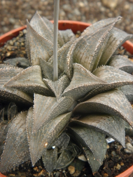 haworthia magnifica . v . major.                                 