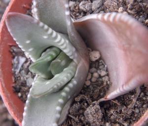 haworthia marginata  ( heidelkberg )