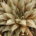 haworthia marraisii . v . marraisii                              