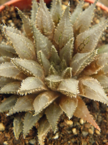 haworthia marraisii . v . marraisii                              