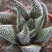 haworthia minima  ( west of swellesdam )