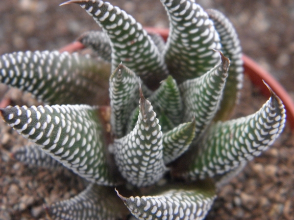 haworthia minima  ( west of swellesdam )