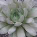 haworthia mucronata . v . polyphylla