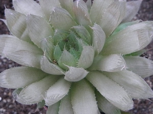 haworthia mucronata . v . polyphylla