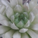 haworthia mucronata . v . polyphylla                             