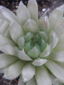 haworthia mucronata . v . polyphylla                             