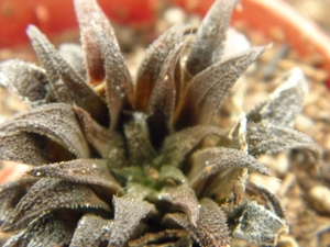 haworthia parksiana  ( klein brak rivier )