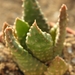 haworthia pumila  ( oranjegrove dorcaster )