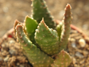 haworthia pumila  ( oranjegrove dorcaster )