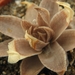 haworthia reticulata . v . acuminata                             