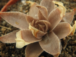 haworthia reticulata . v . acuminata                             