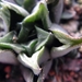 haworthia retusa . v . acuinata                                  