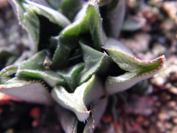 haworthia retusa . v . acuinata                                  