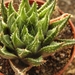 haworthia retusa . v . gigatea