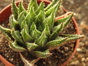 haworthia retusa . v . gigatea