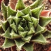 haworthia retusa gigatea                                         