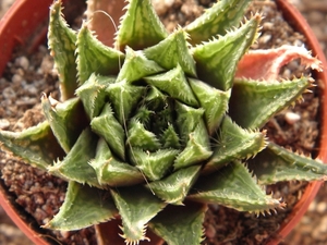 haworthia retusa gigatea                                         