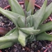 haworthia schoenmanspoort