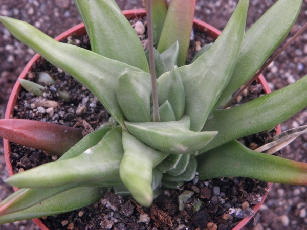 haworthia schoenmanspoort