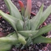 haworthia schoenmanspoort                                        