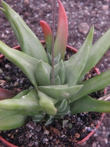 haworthia schoenmanspoort                                        