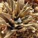 haworthia scraba . v . starkiana                                 