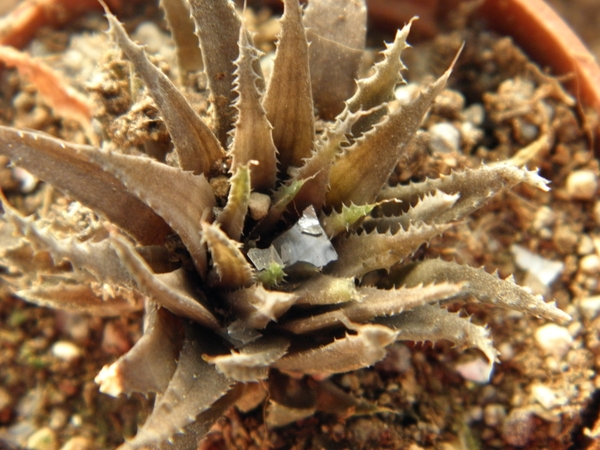 haworthia scraba . v . starkiana                                 