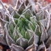 haworthia semiviva