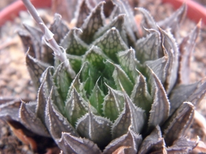 haworthia semiviva