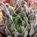 haworthia semiviva                                           2