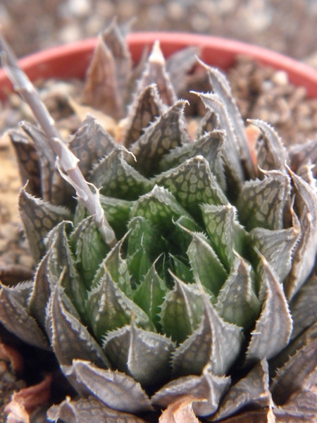 haworthia semiviva                                           2