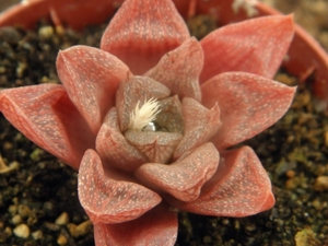 haworthia turgida . v . rodinii