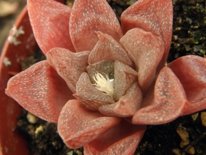 haworthia turgida . v . rodinii.                                 