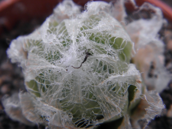 haworthia ubomboensis