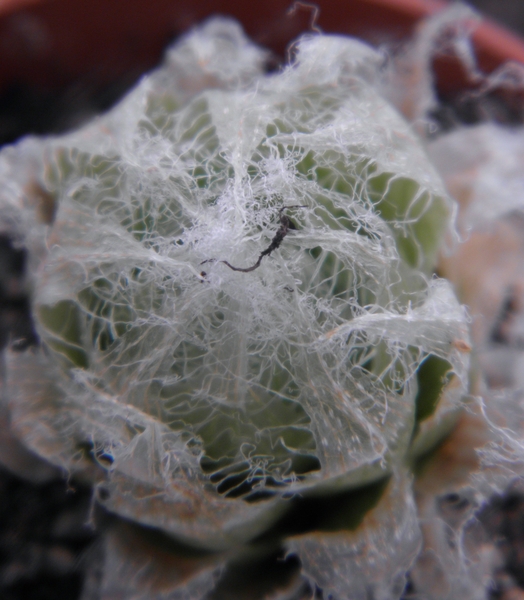 haworthia ubomoensis                                             