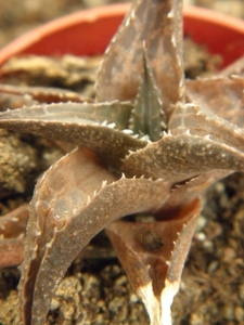 haworthia venosa  ssp tesselleta  ( zwaton )