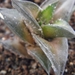 haworthia viscosa  cg 1157 ( groot rivier )